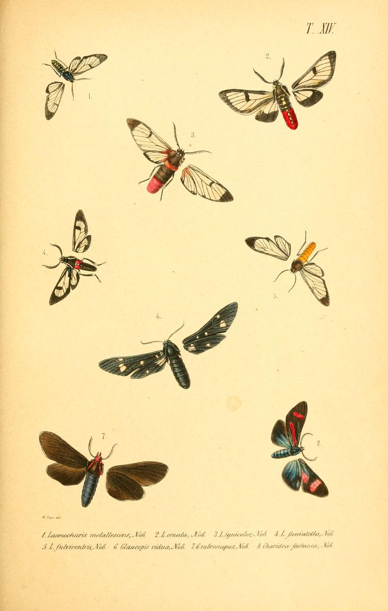 Enumeratio corporum animalium Musei imperialis Academiae scientiarum Petropolitanae (T. XIV) (6049279711)