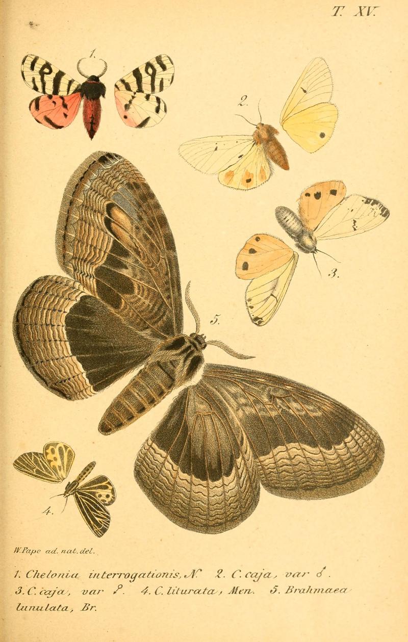 Enumeratio corporum animalium Musei imperialis Academiae scientiarum Petropolitanae (T. XV) (6049832756)