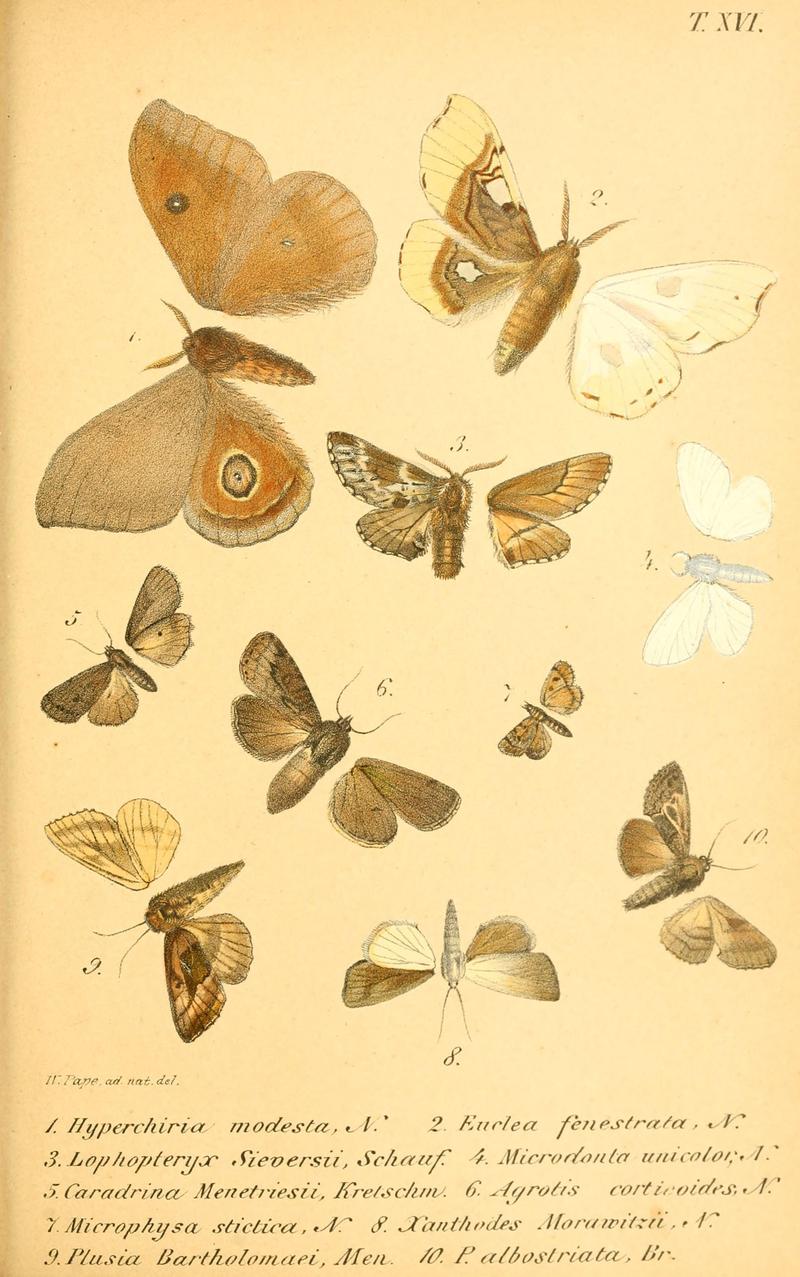 Enumeratio corporum animalium Musei imperialis Academiae scientiarum Petropolitanae (T. XVI) (6049280255)