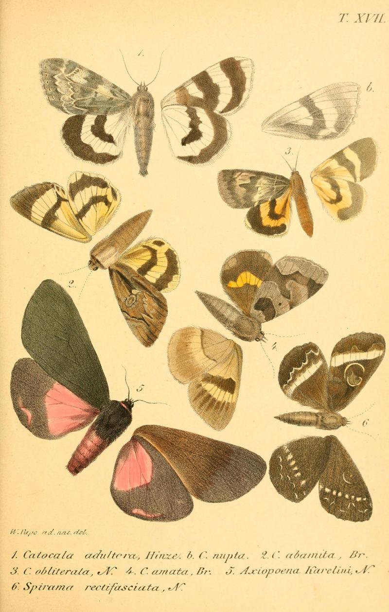 Enumeratio corporum animalium Musei imperialis Academiae scientiarum Petropolitanae (T. XVII) (6049280629)