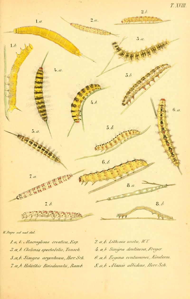 Enumeratio corporum animalium Musei imperialis Academiae scientiarum Petropolitanae (T. XVIII) (6049834024)