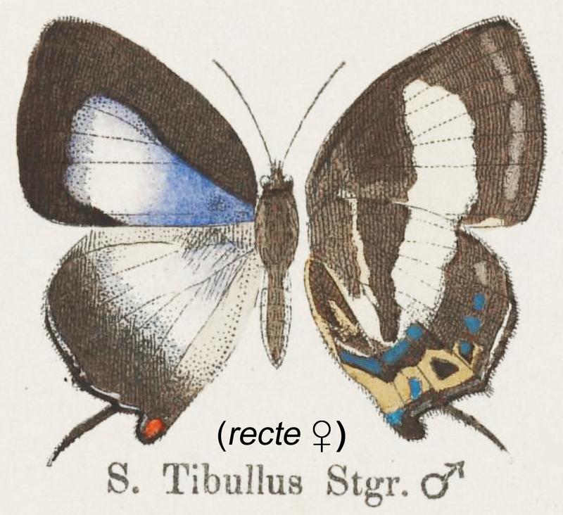 Eos as tibullusStaudinger1887
