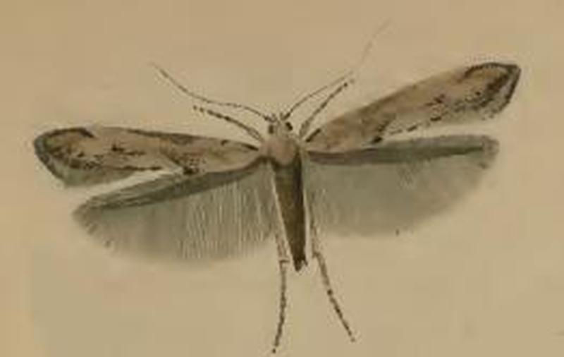 Epermenia aequidentellus