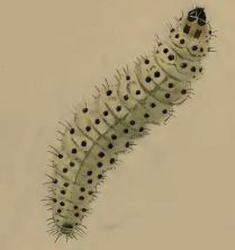 Epermenia aequidentellus larva