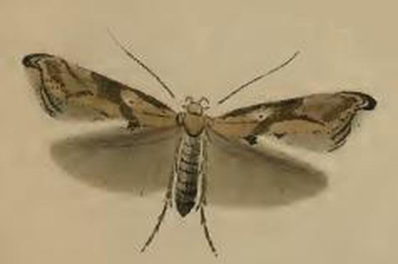 Epermenia falciformis