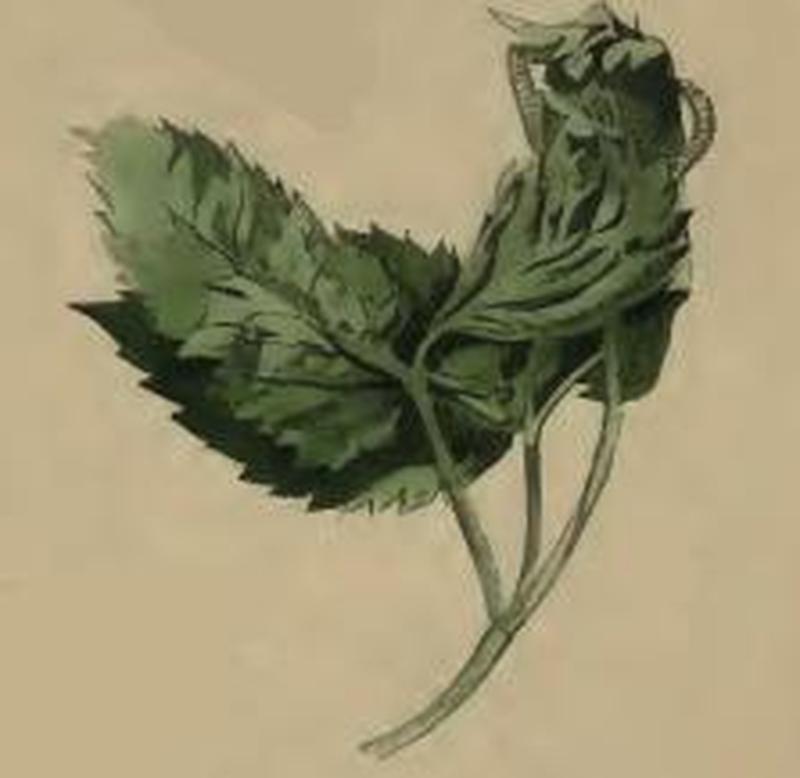 Epermenia falciformis leaf of Aegopodium podagraria twisted by larva