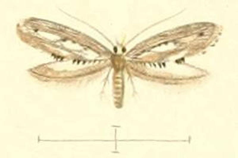 Epermenia ochreomaculella