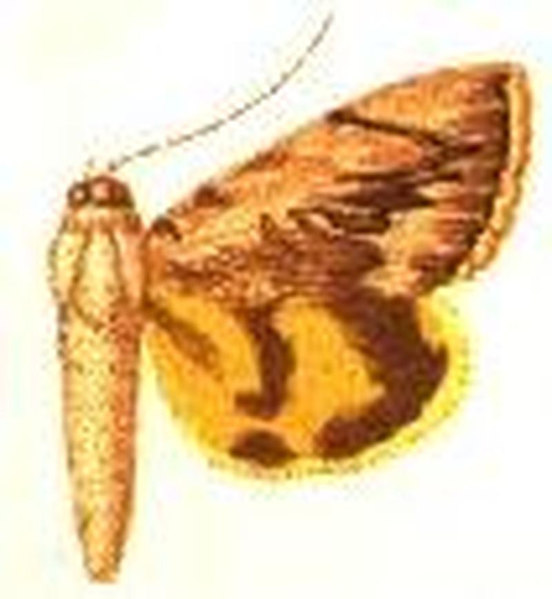 Ephesia aestimabilis