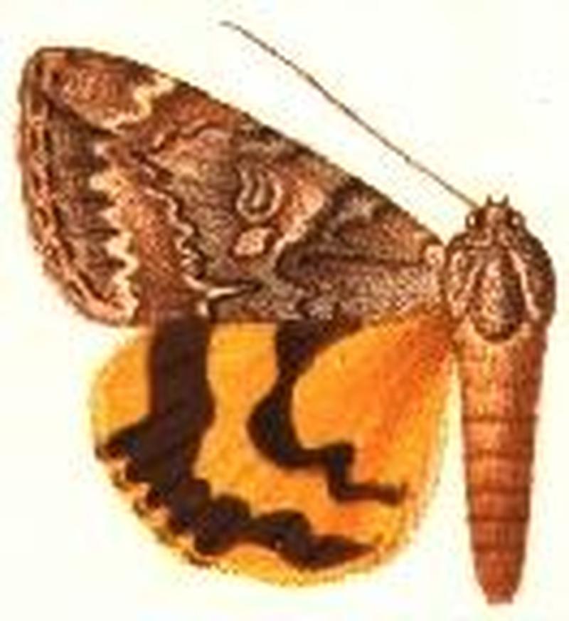 Ephesia helena