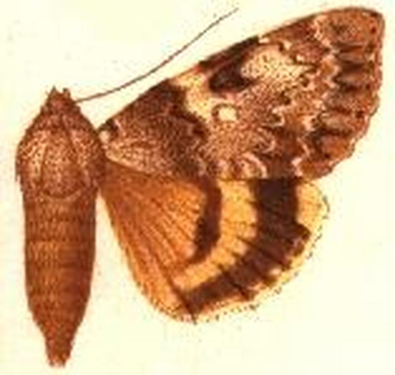 Ephesia intacta