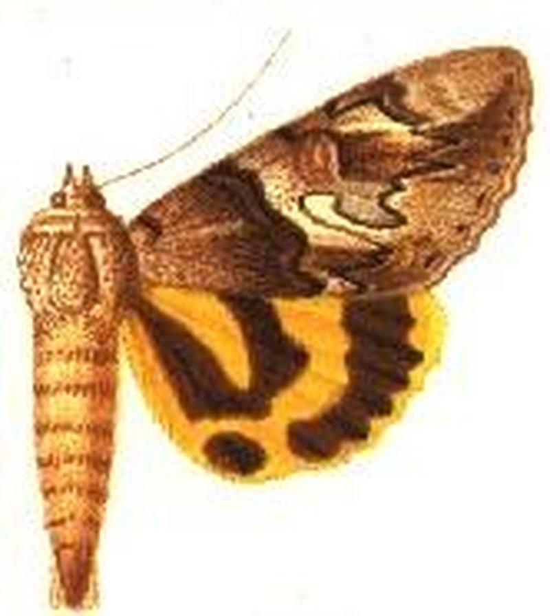 Ephesia invasa