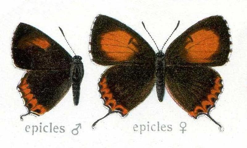 Heliophorus epicles Lycaenidae