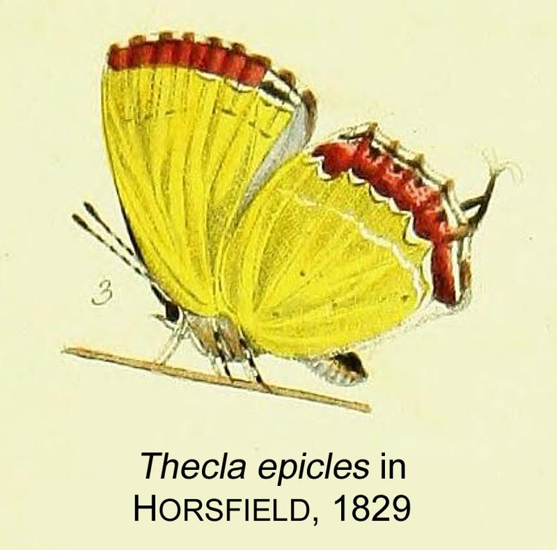 Epicles inHorsfield1829