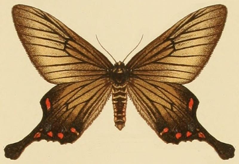 Epicopeia hainesii