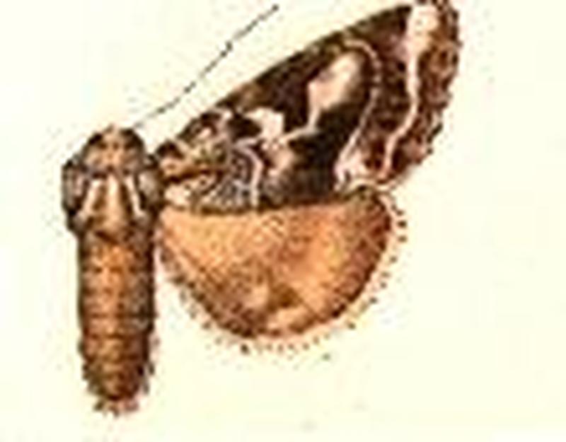 Epidemas melanographa