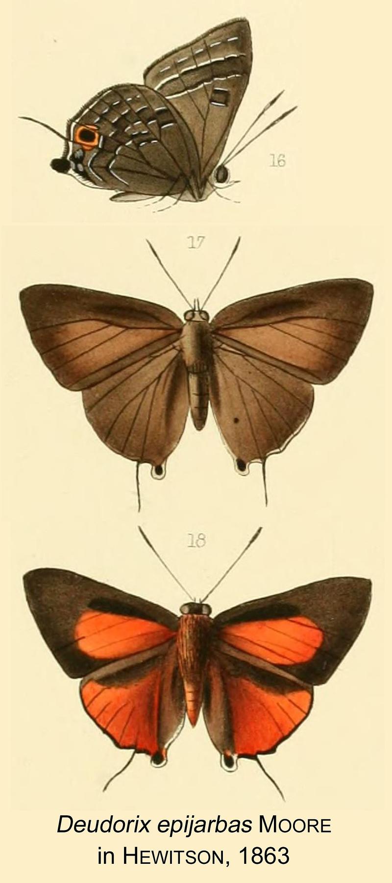 Epijarbas MF in Hewitson1863