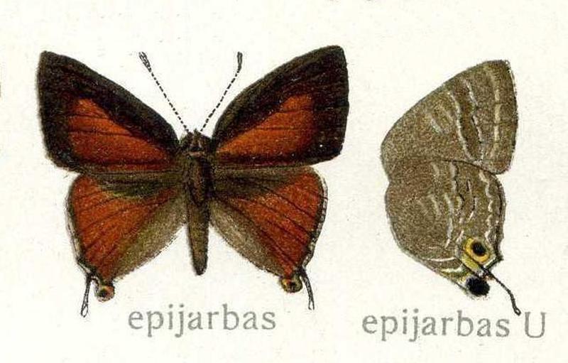 Deudorix epijarbas Lycaenidae