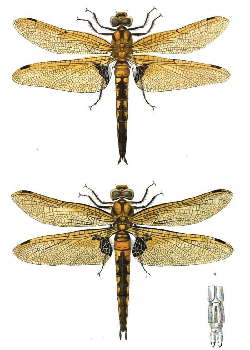 Epitheca bimaculata Charpentier 1840