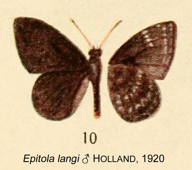 Epitola langi Holland1920OD