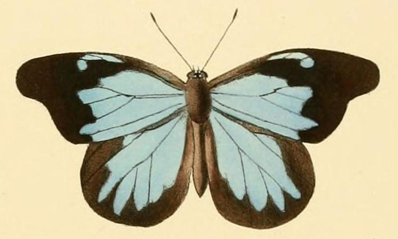 Epitola posthumus1