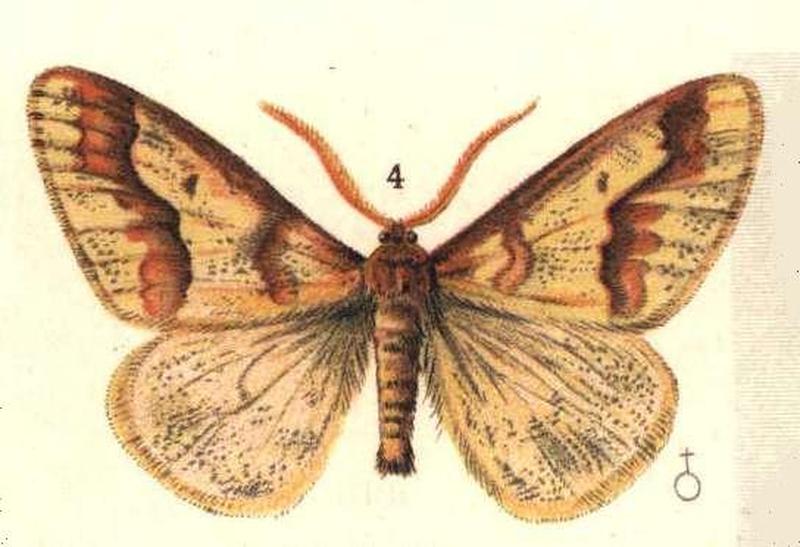 Erannis defoliaria ugglan