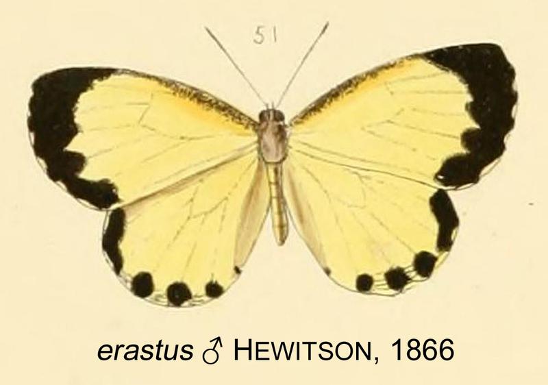 ErastusHewitson1866OD