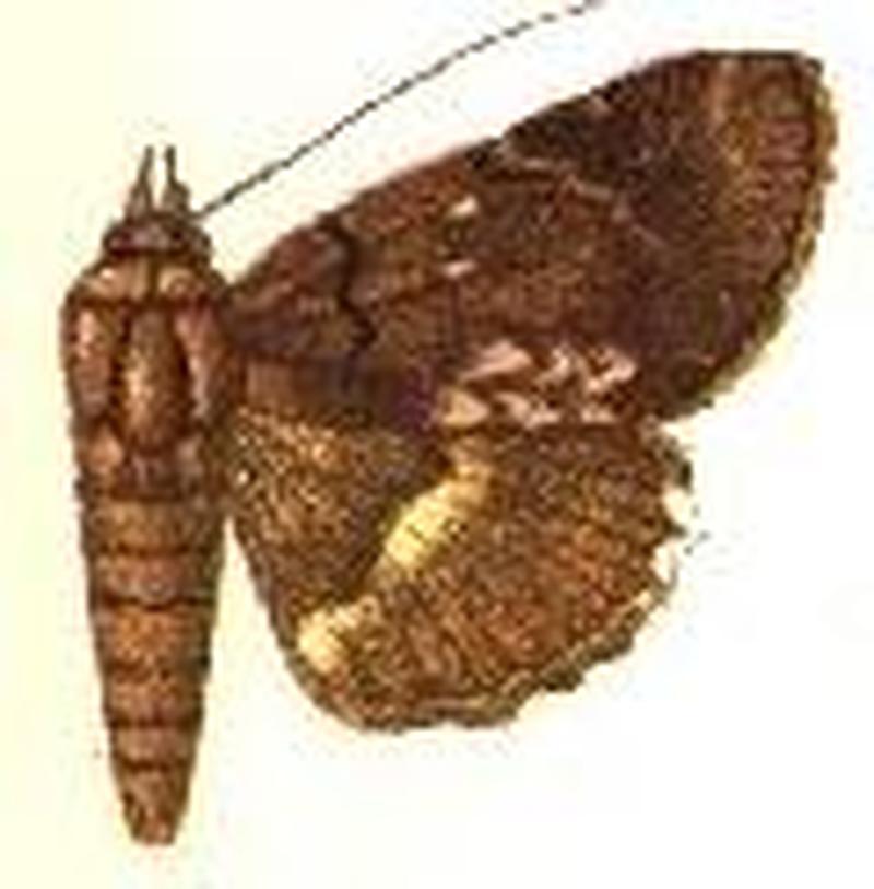 Ercheia dipterygia