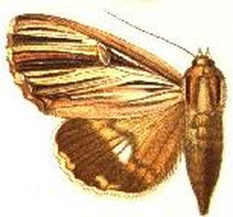 Ercheia multilinea female