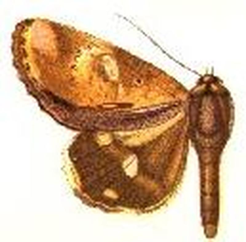 Ercheia multilinea male