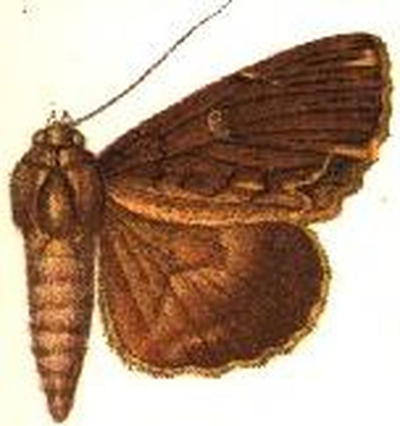 Ercheia umbrosa