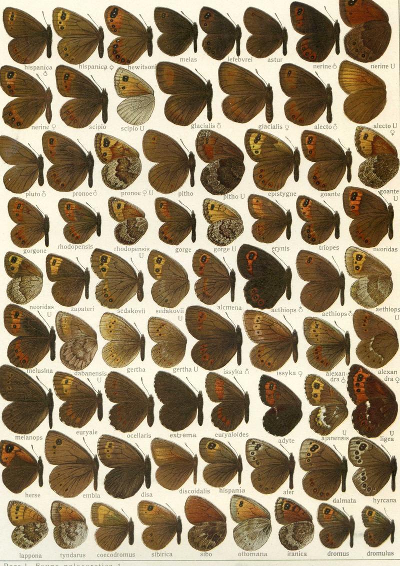 Erebia1Seitz