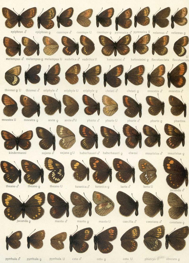 Erebia2Seitz