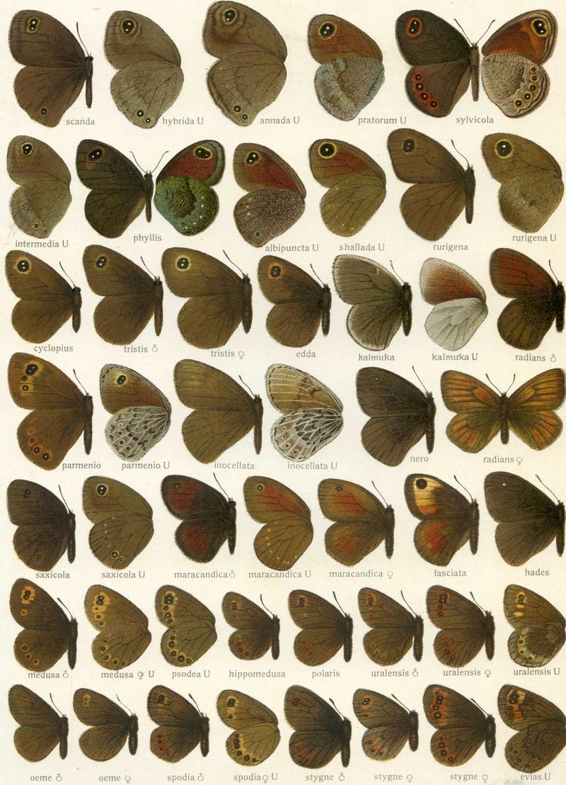Erebia3Seitz
