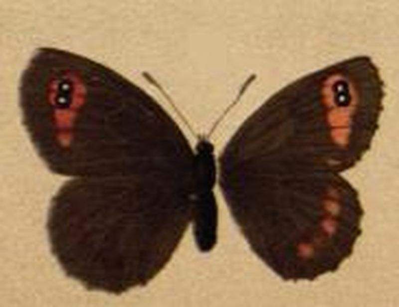 Erebia aethiops ill