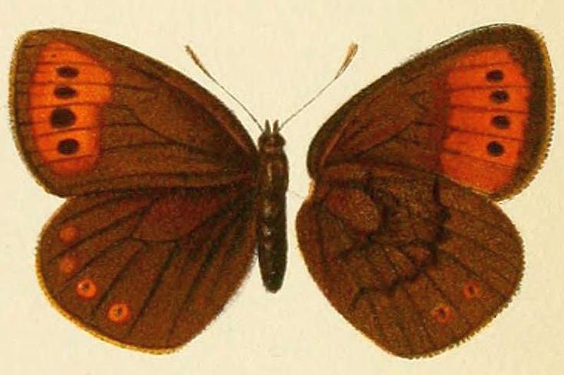 Erebia fletcheri female