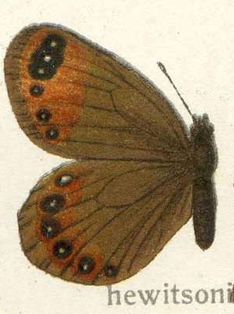 Erebia hewitsonii