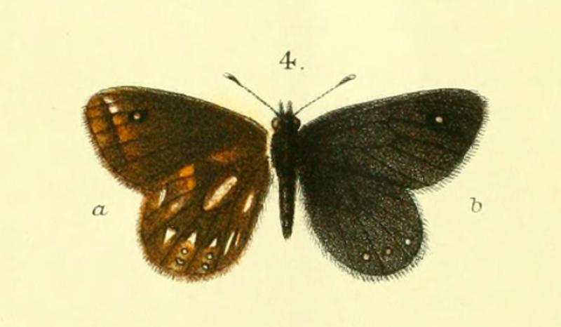 Erebiola butleri cropped Fereday