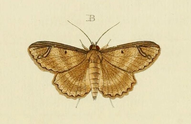 Erebostrota stenelea-CramerAndStoll-uitlandsche kapellen vol. 4- pl 308