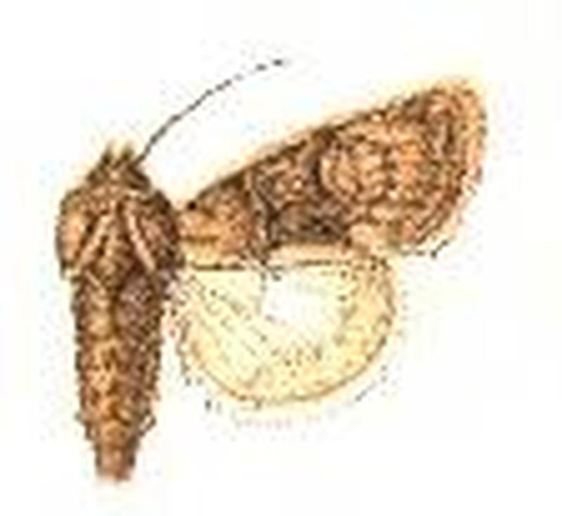 Eremobina jocasta