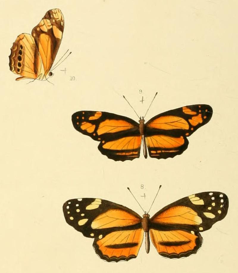 Eresia eranites (Castilia eranites)