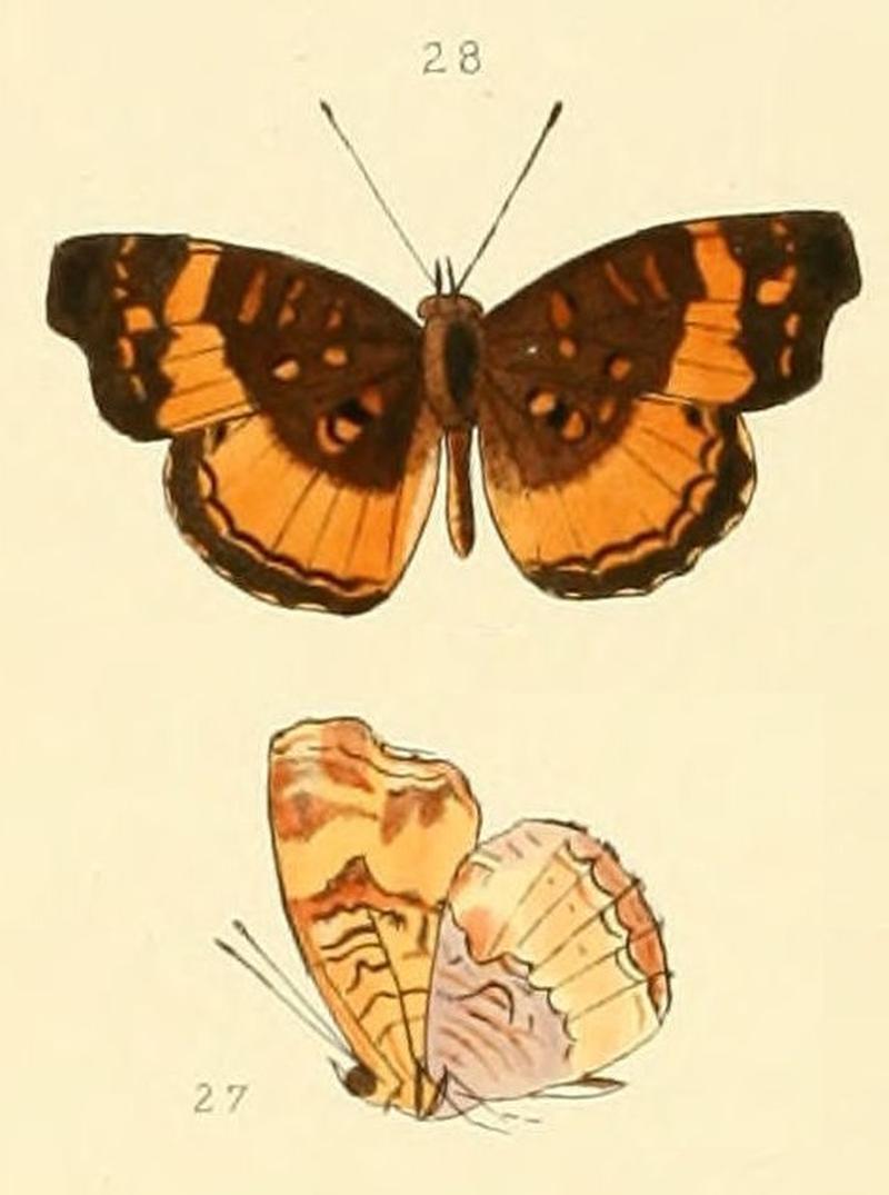Eresia verena (Anthanassa drusilla)