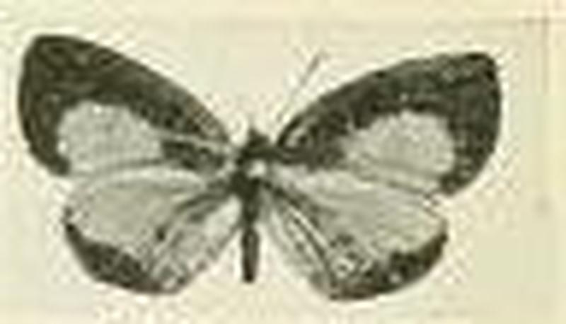 Eresina toroensis