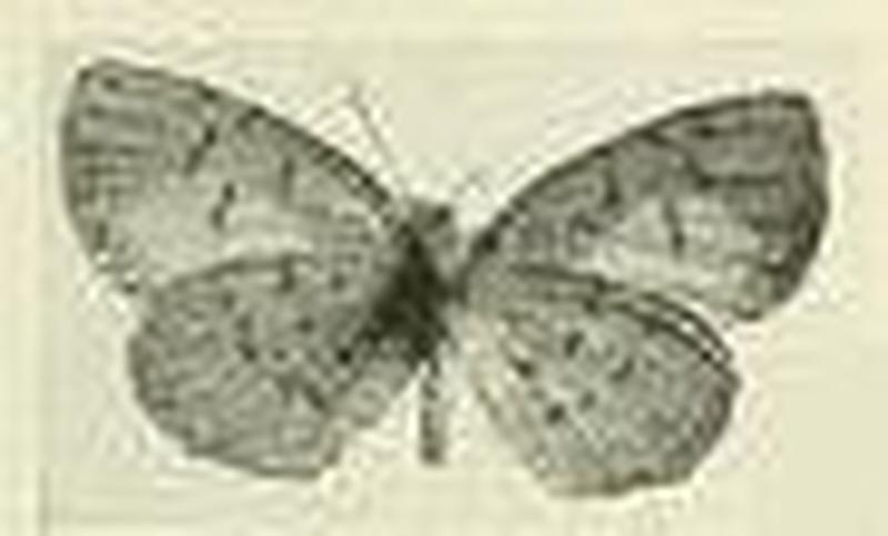Eresina toroensis1