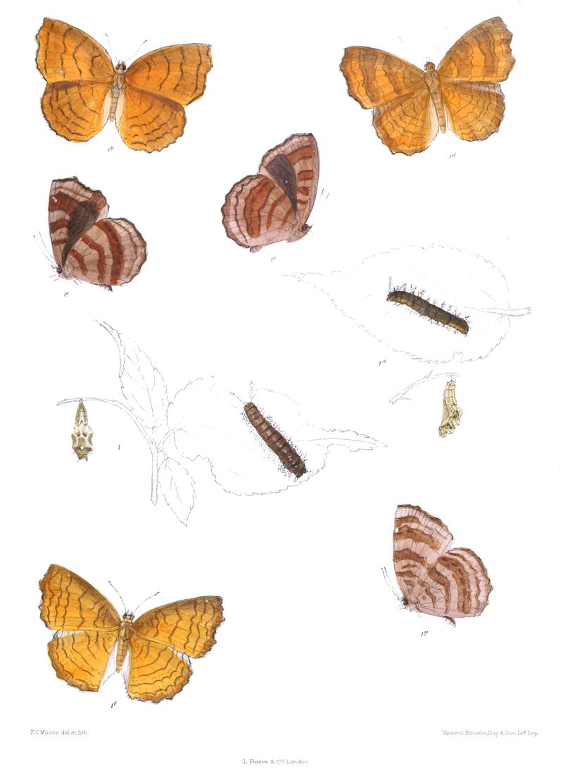 ErgolisAriadne 382