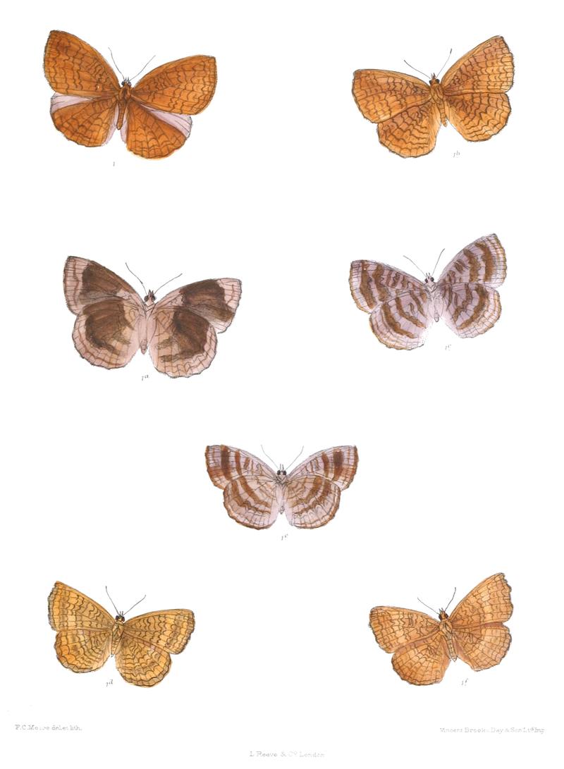 ErgolisTaprobana 384