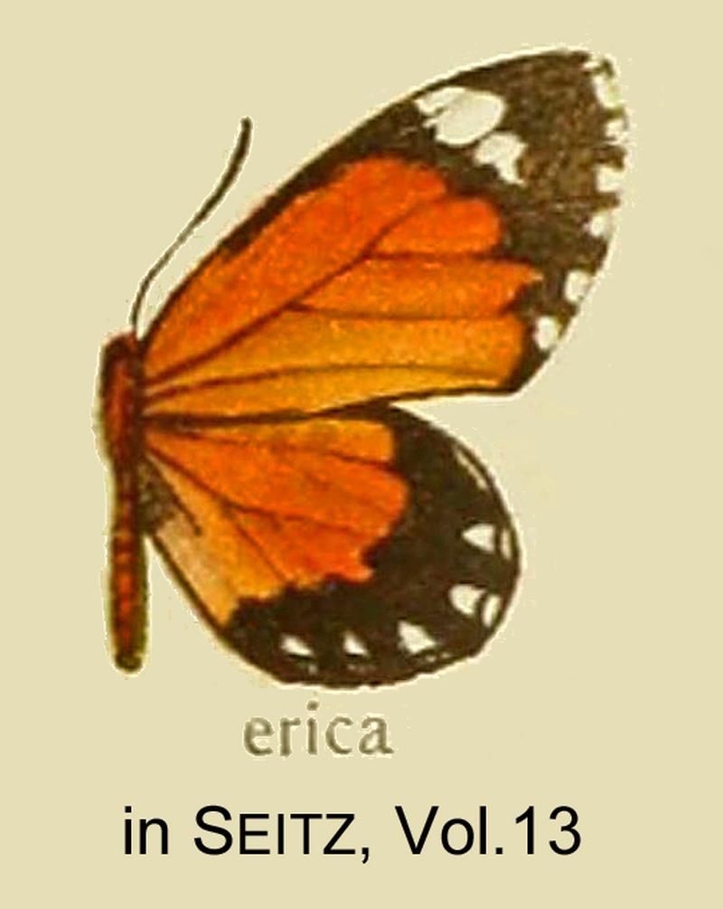 Erica inSeitzVol13