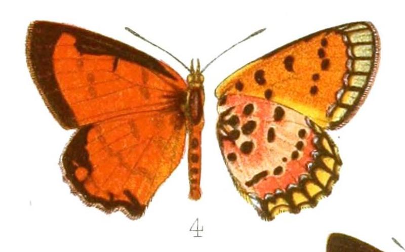 Erikssonia cooksoni, TransEntSocLondon1905PlateXIII