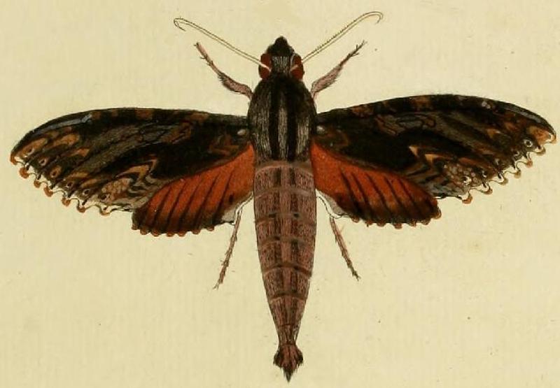 Erinnyis oenotrus