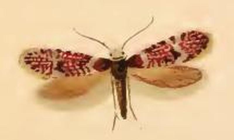 Eriocrania salopiella ill