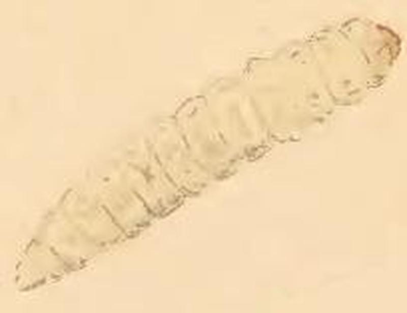 Eriocrania salopiella larva